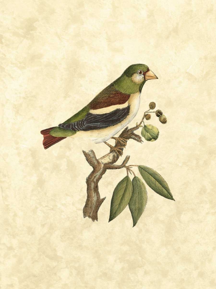 Art Print: Selby Birds V