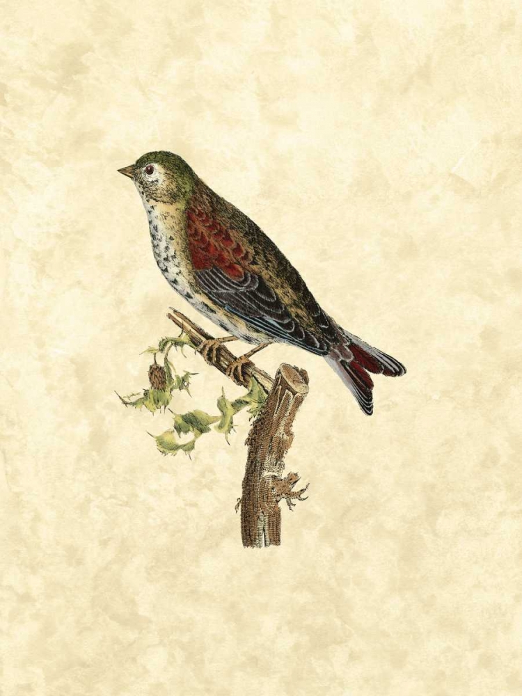 Art Print: Selby Birds VI