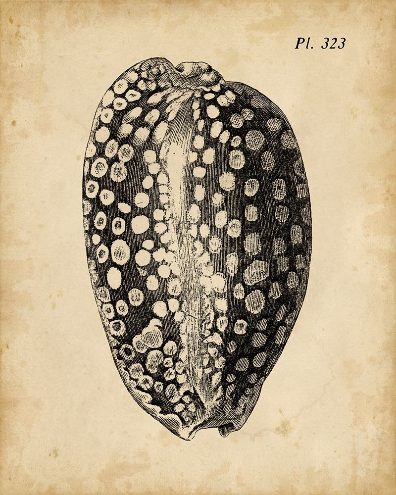 Art Print: Vintage Diderot Shell II