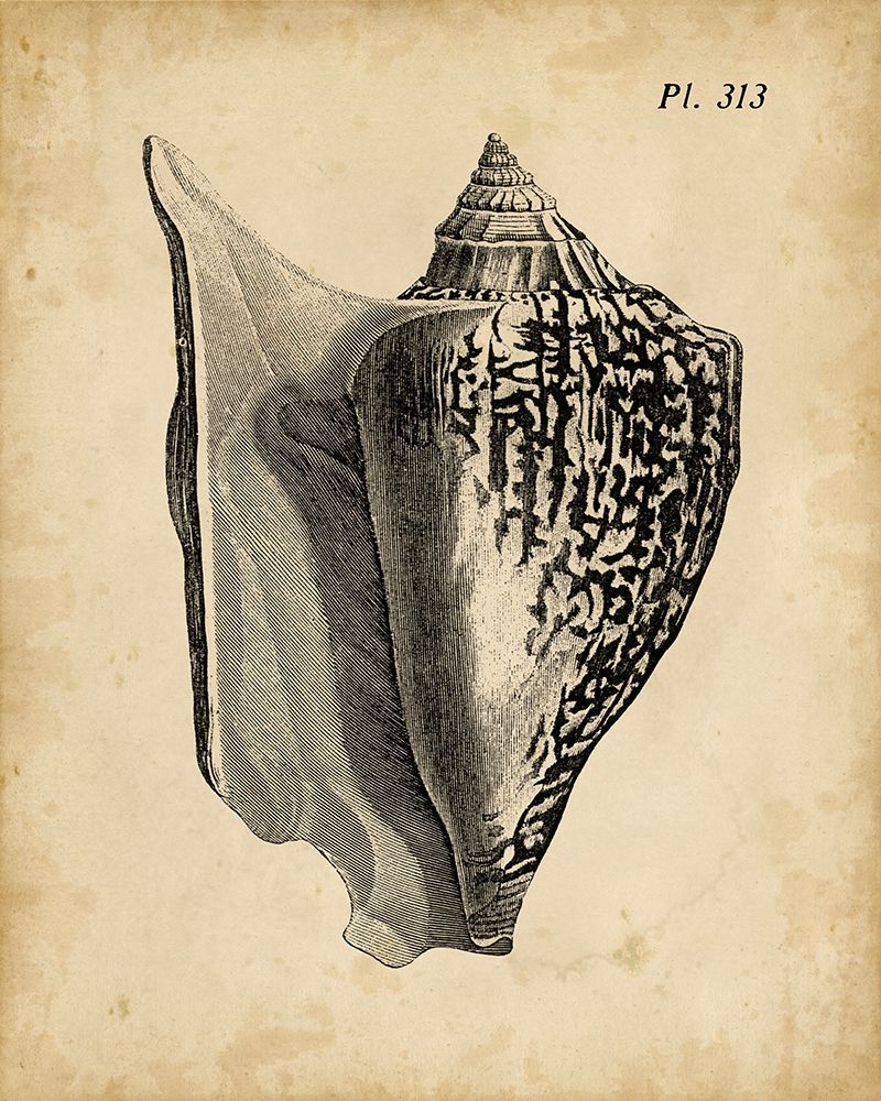 Wall art: Vintage Diderot Shell III, by Vision Studio