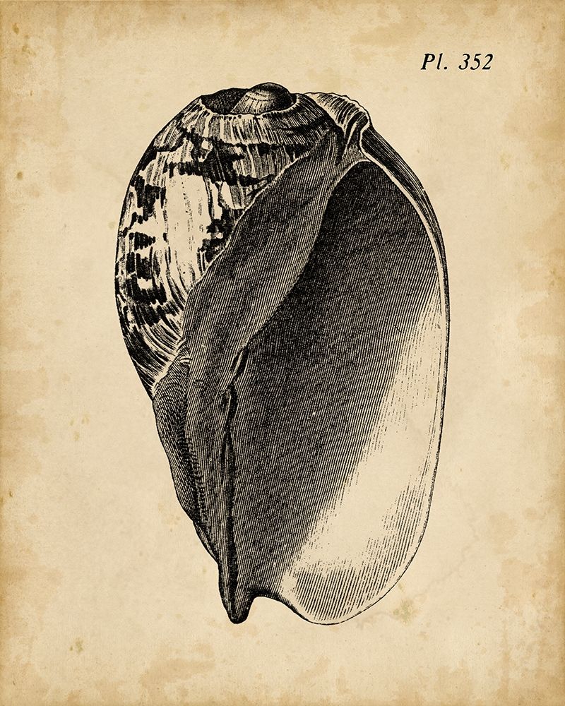 Art Print: Vintage Diderot Shell IV
