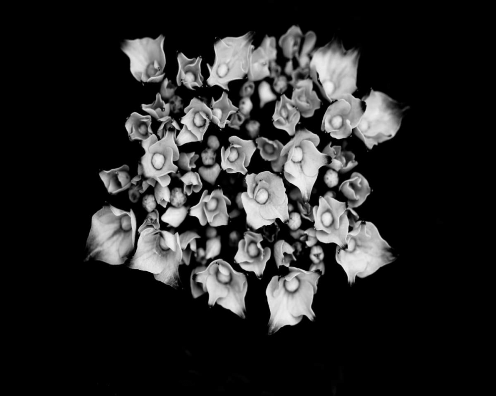 Wall Art Painting id:156263, Name: Poetry III, Artist: Ling, Tang