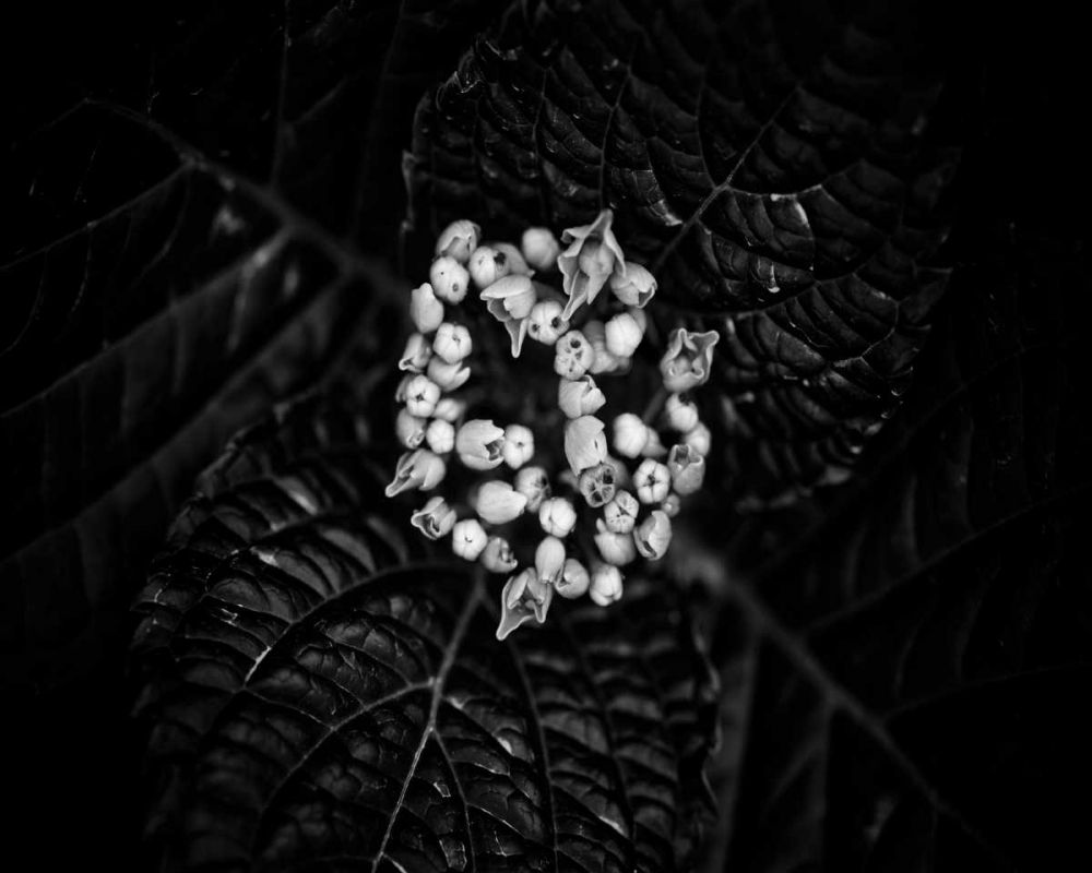 Art Print: Poetry IV