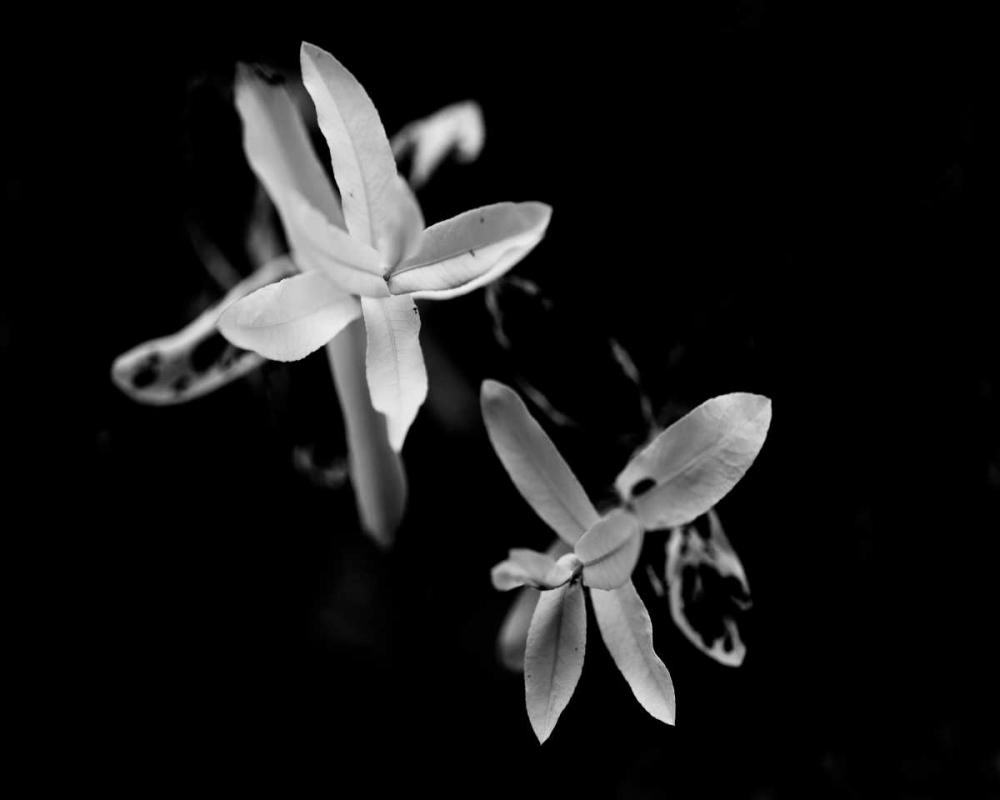 Art Print: Poetry VI