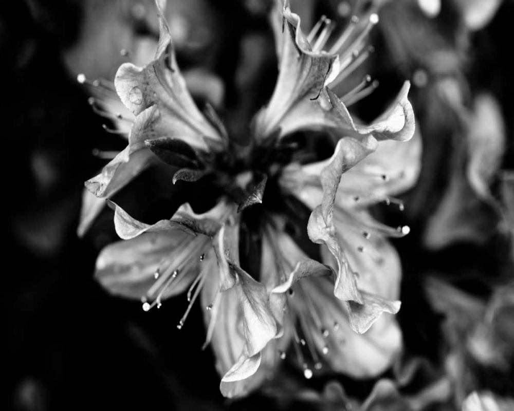 Art Print: Poetry VII