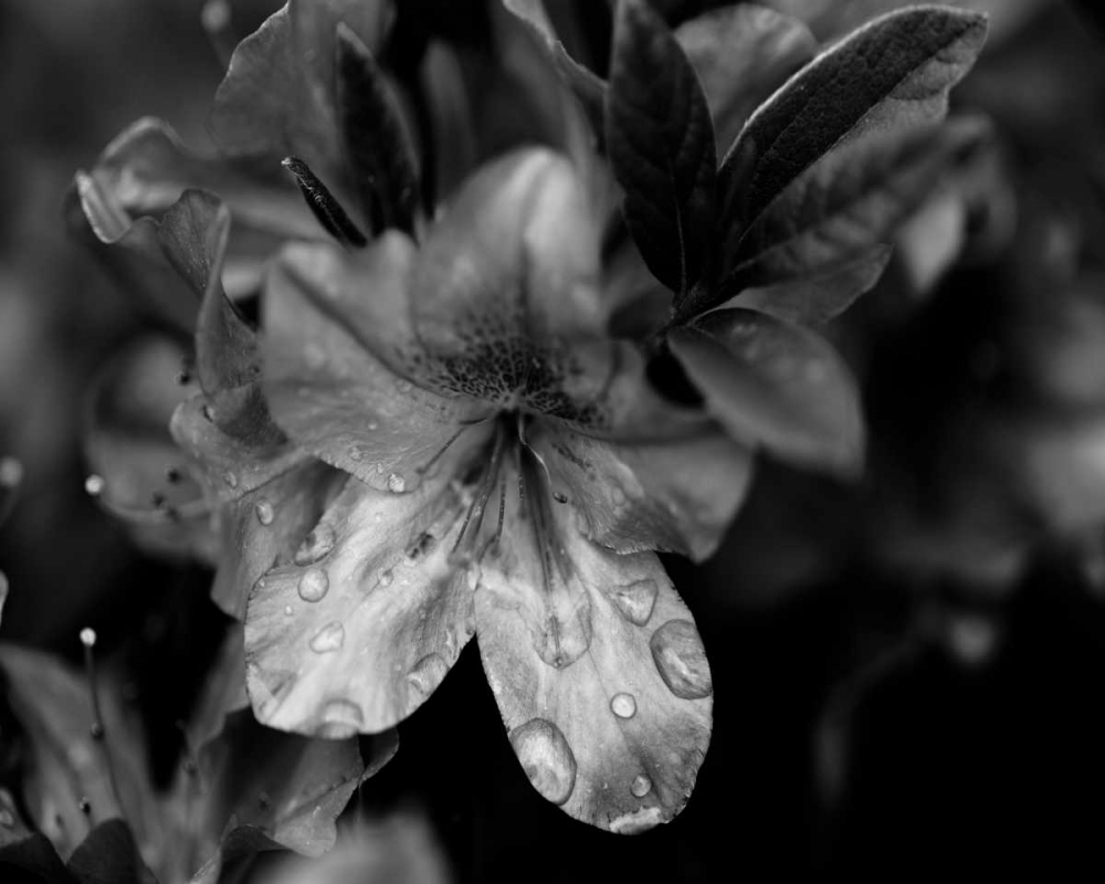 Art Print: Poetry VIII