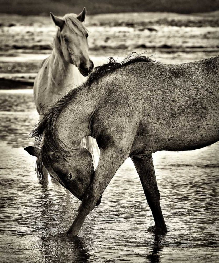 Art Print: Beach Horses I