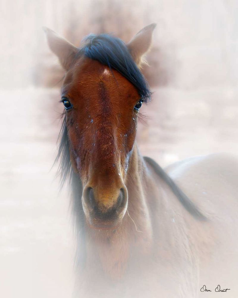 Art Print: Horse Portrait I