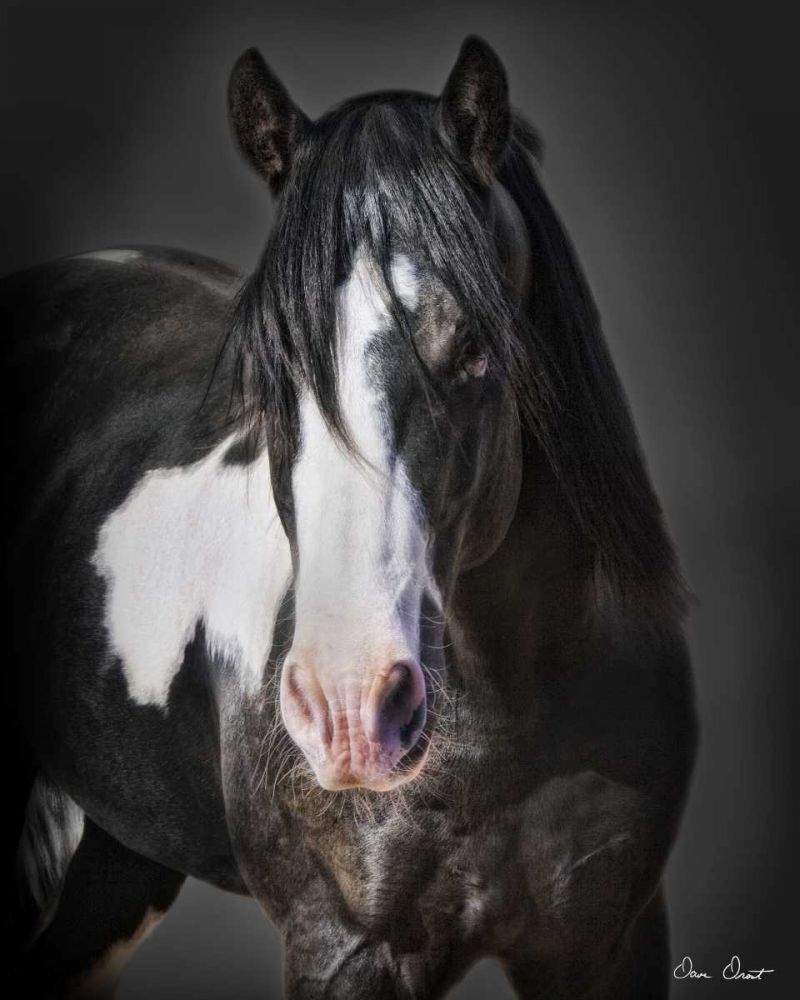 Art Print: Horse Portrait II