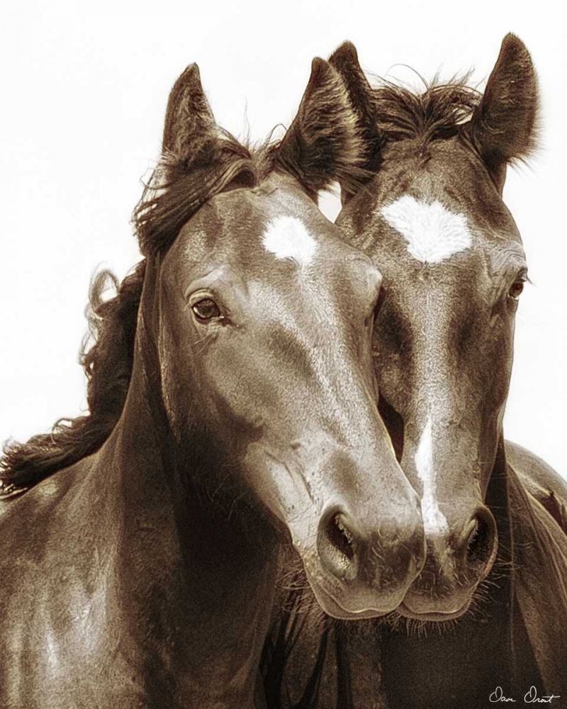 Art Print: Horse Portrait III