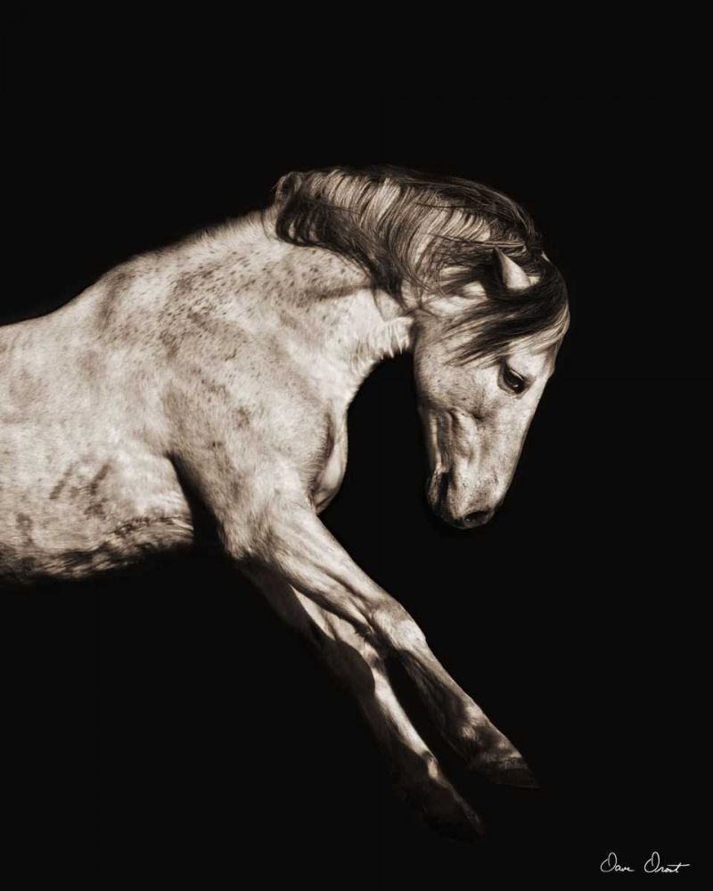 Art Print: Horse Portrait IV