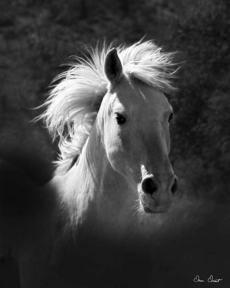 Art Print: Horse Portrait V