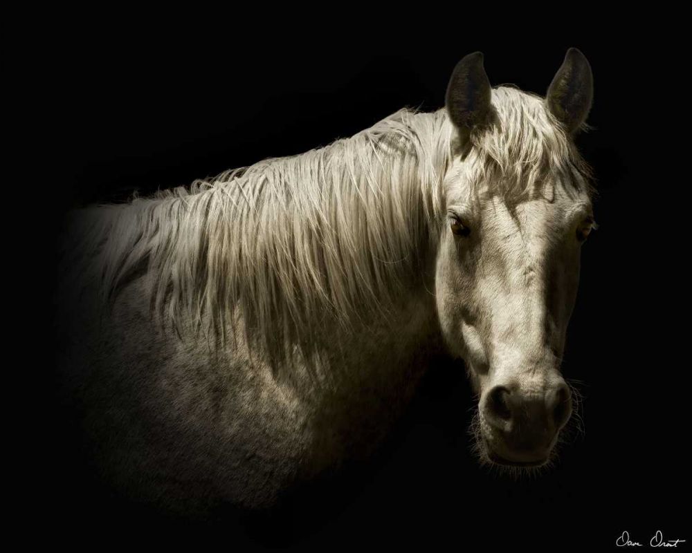 Art Print: Horse Portrait VI