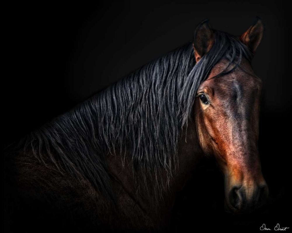 Art Print: Horse Portrait VII