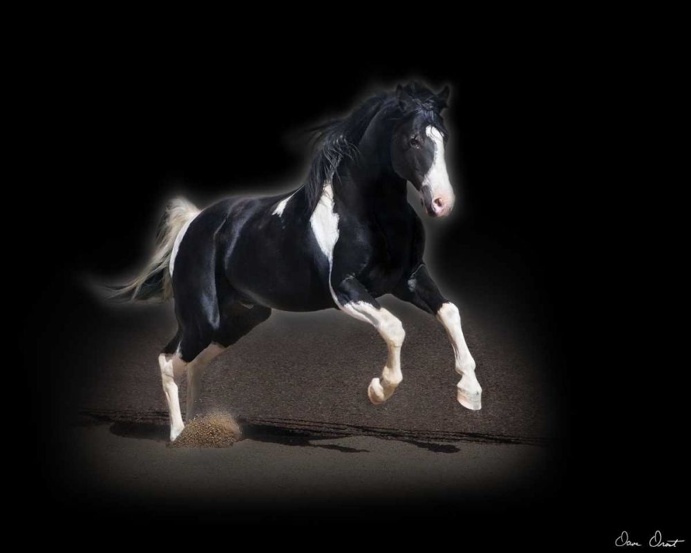 Wall art: Horse Portrait VIII, by Drost, David