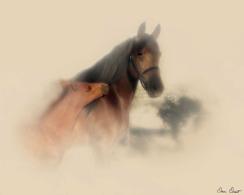 Art Print: Horse Portrait X