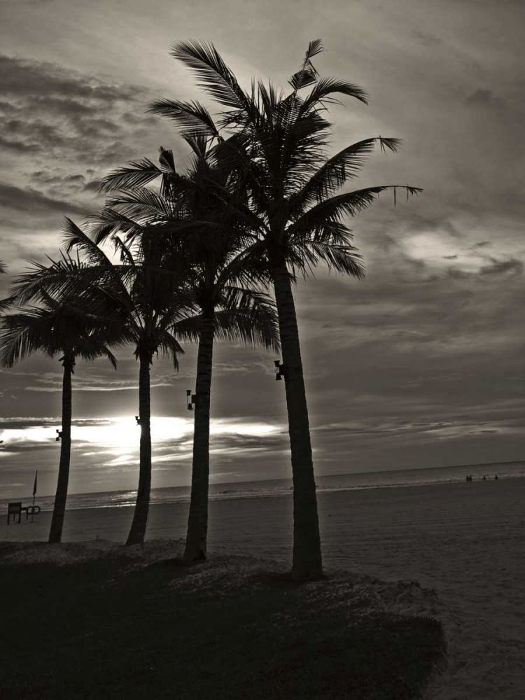 Art Print: Palms at Night III