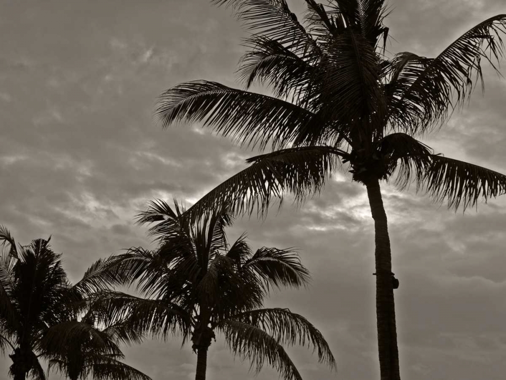 Art Print: Palms at Night IV