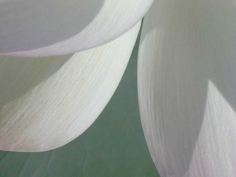 Wall art: Lotus Detail I, by Christensen, Jim