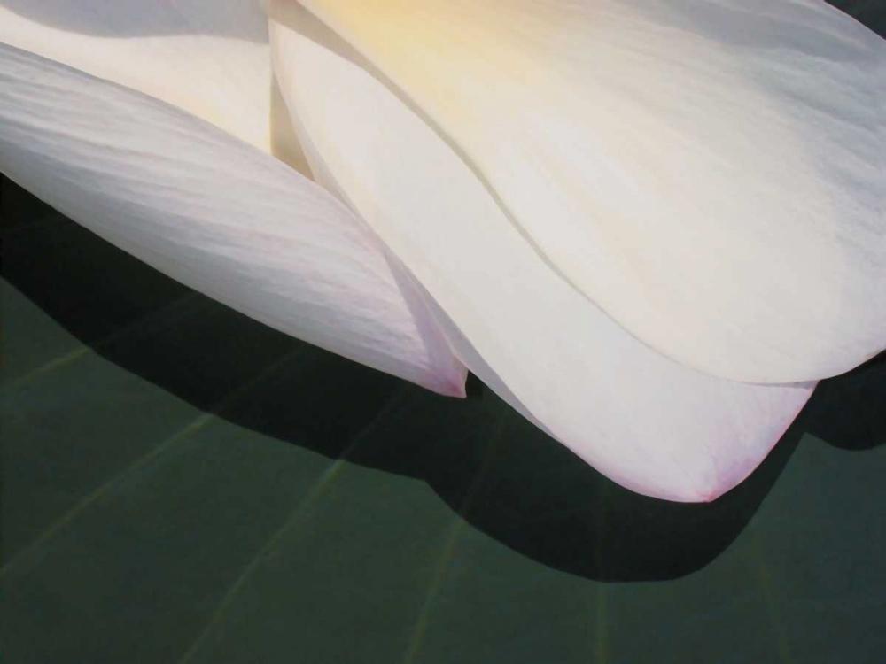 Wall art: Lotus Detail II, by Christensen, Jim