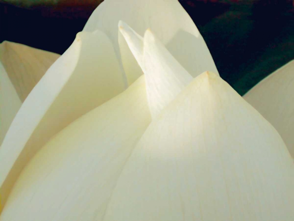 Wall art: Lotus Detail III, by Christensen, Jim