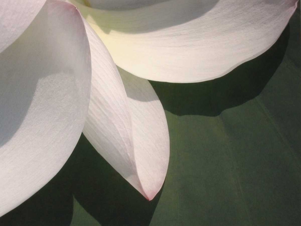 Wall art: Lotus Detail IV, by Christensen, Jim