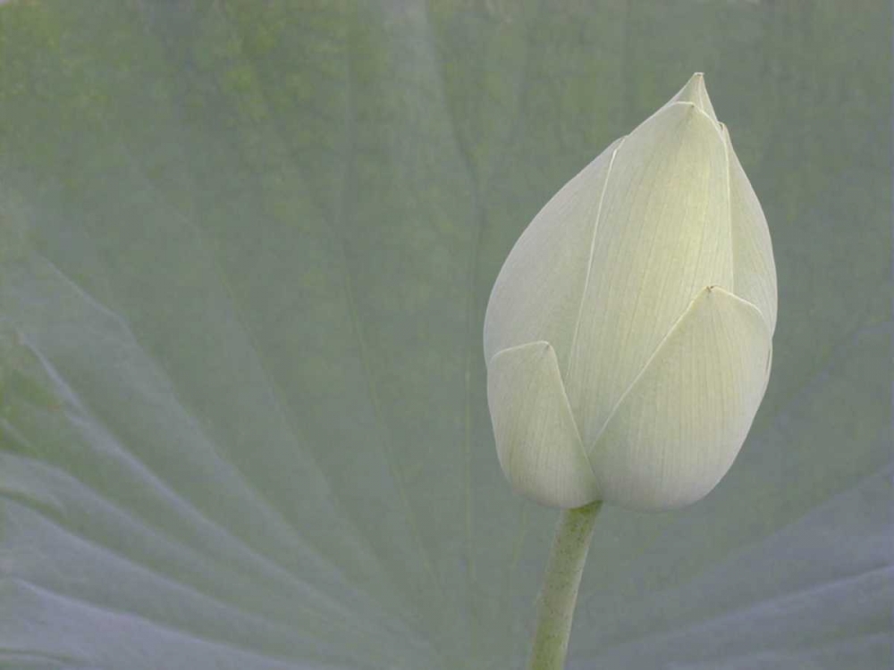 Wall art: Lotus Detail VI, by Christensen, Jim