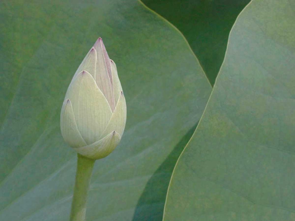 Wall art: Lotus Detail VII, by Christensen, Jim