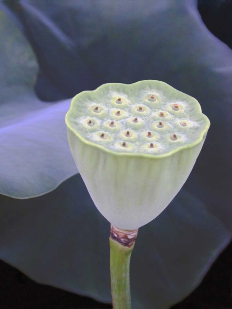 Wall Art Painting id:148908, Name: Lotus Detail IX, Artist: Christensen, Jim