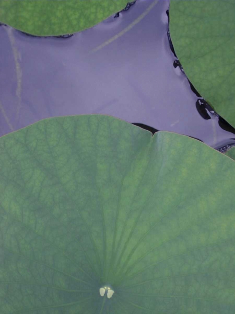 Wall Art Painting id:148909, Name: Lotus Detail X, Artist: Christensen, Jim