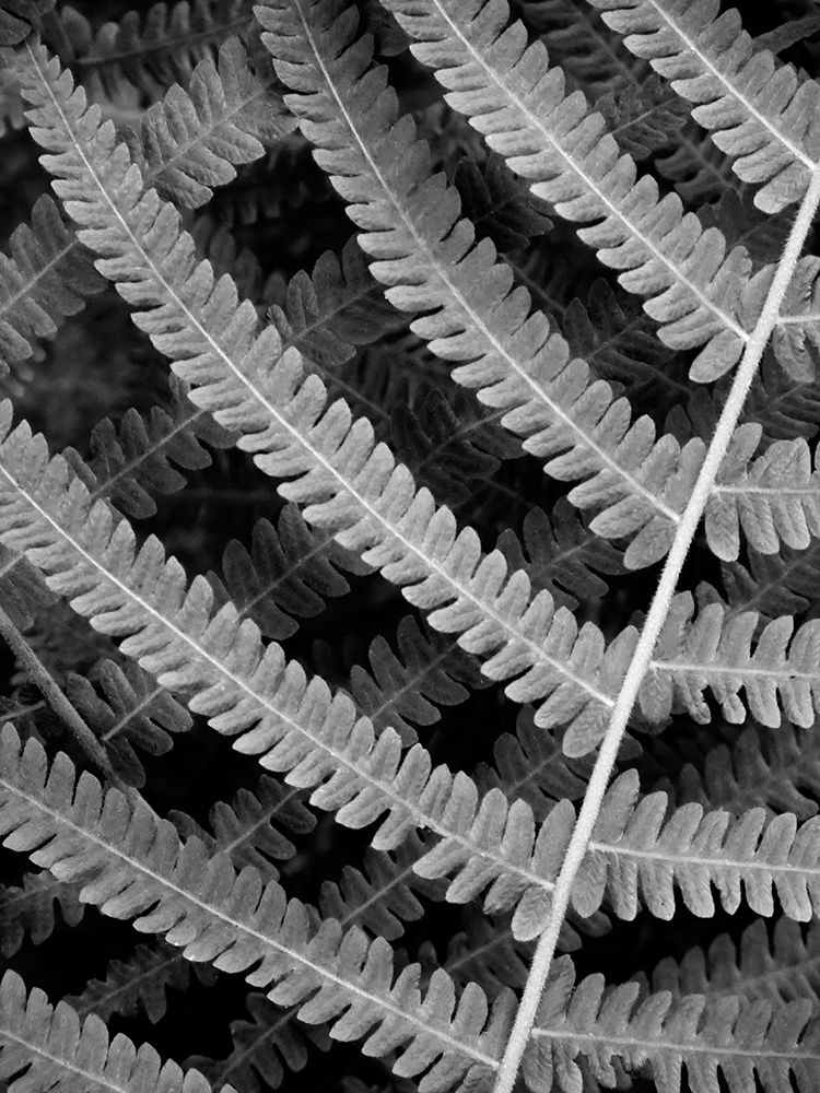 Art Print: Fern I