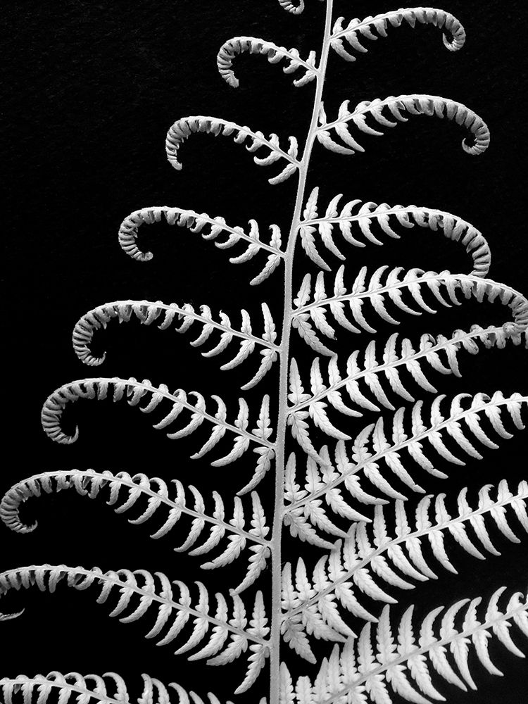 Art Print: Fern II