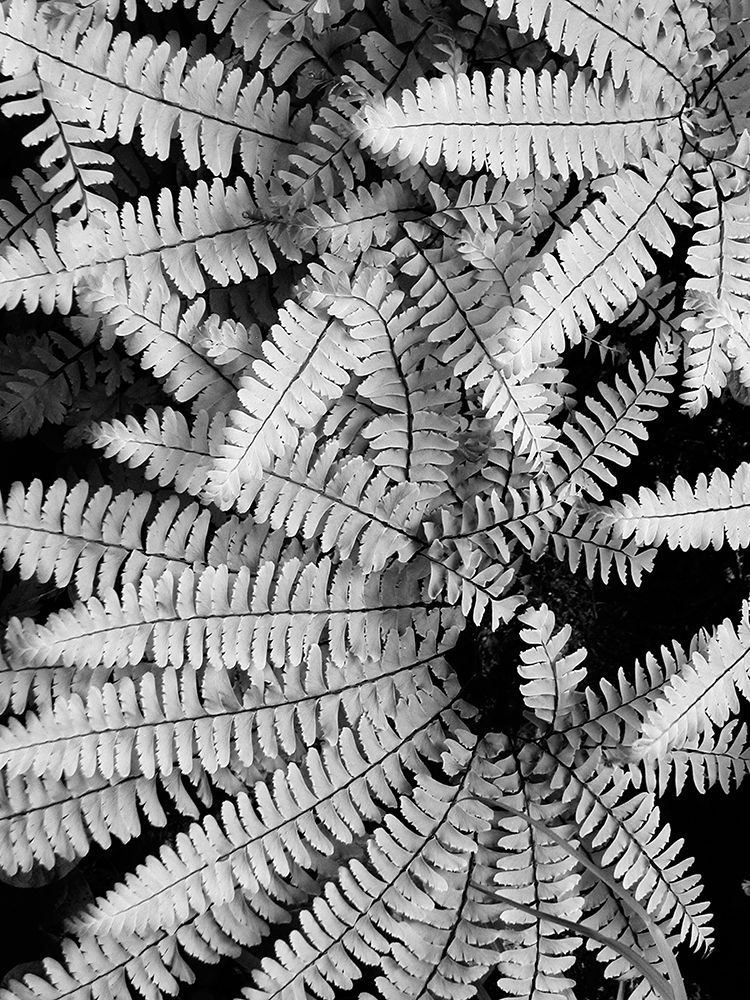 Art Print: Fern IV