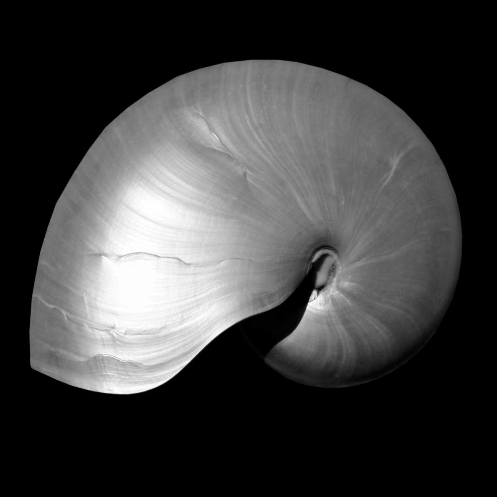 Wall Art Painting id:150323, Name: Nautilus Twin I, Artist: Bay, Noah