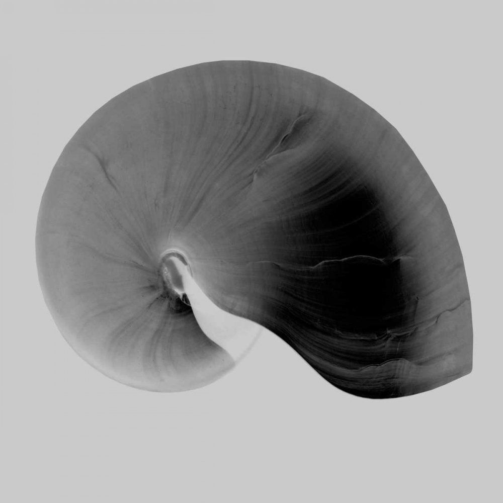 Wall Art Painting id:150324, Name: Nautilus Twin II, Artist: Bay, Noah