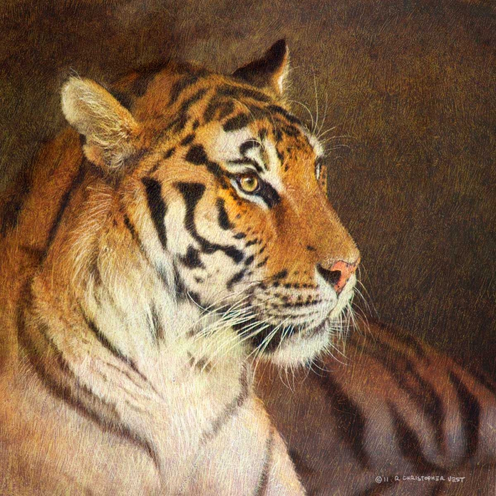 Wall Art Painting id:66547, Name: Tiger, Artist: Vest, Chris