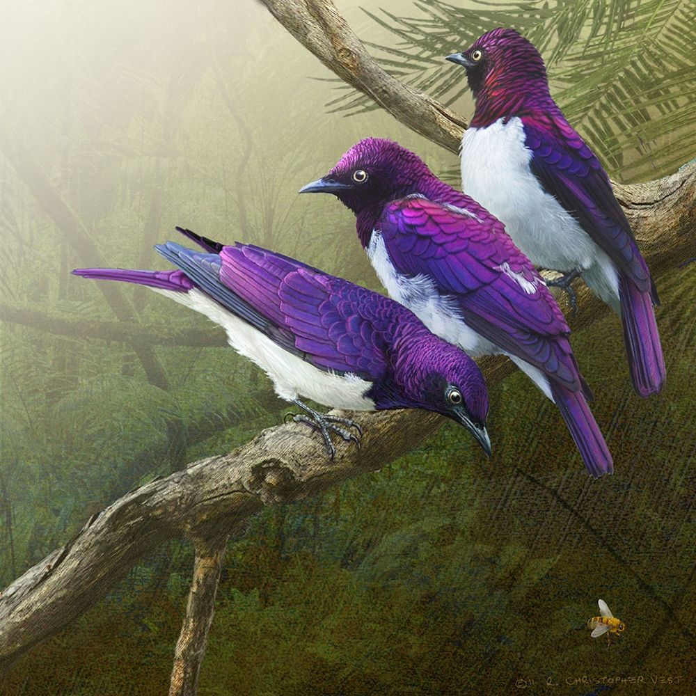 Wall Art Painting id:227053, Name: African Starlings, Artist: Vest, Chris