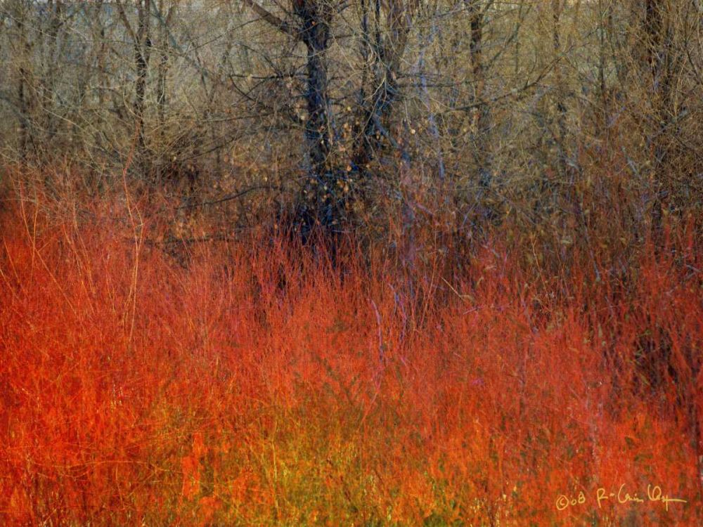 Wall Art Painting id:238613, Name: Red Grass II, Artist: Vest, Chris