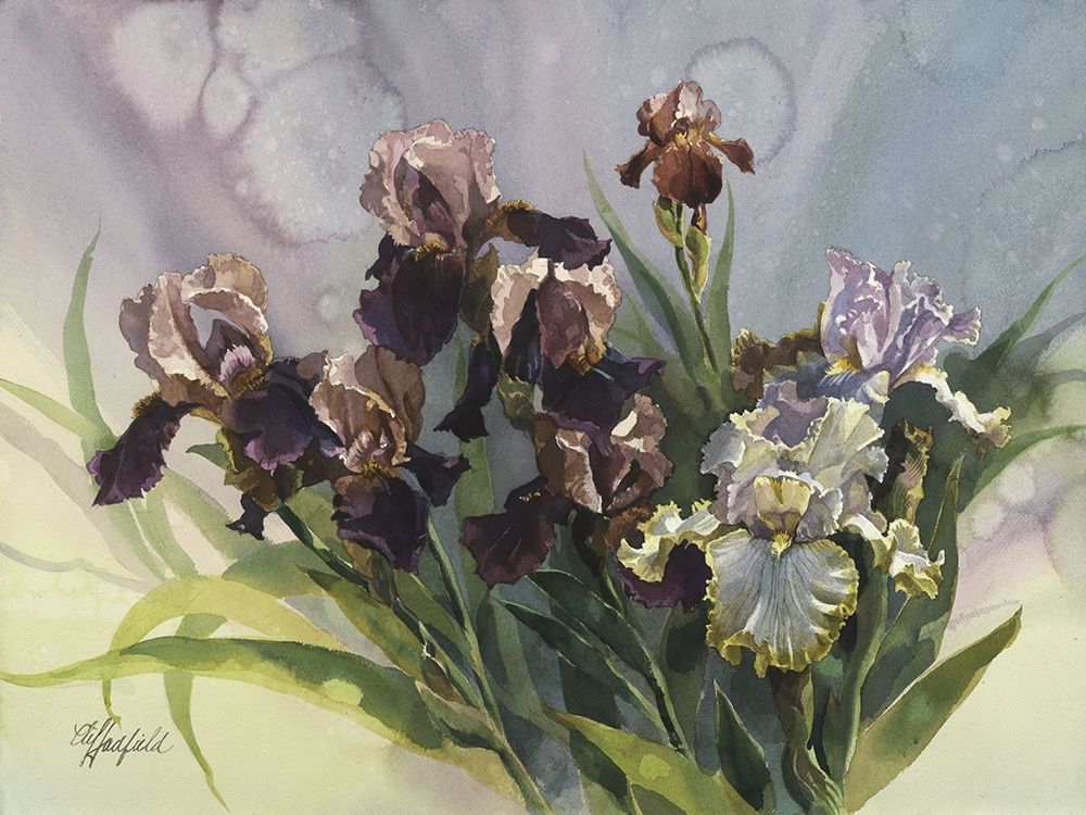 Art Print: Hadfield Irises IV