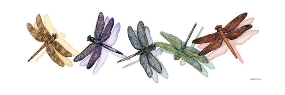 Wall art: Wings of Splendor II, by Russell, Wendy