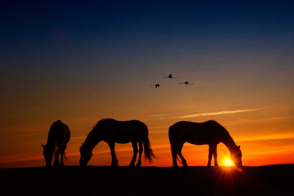 Wall Art Painting id:50176, Name: Fly Over, Artist: PHBurchett