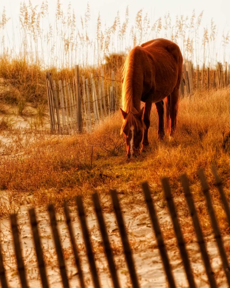 Wall Art Painting id:50184, Name: Solitary Light, Artist: PHBurchett