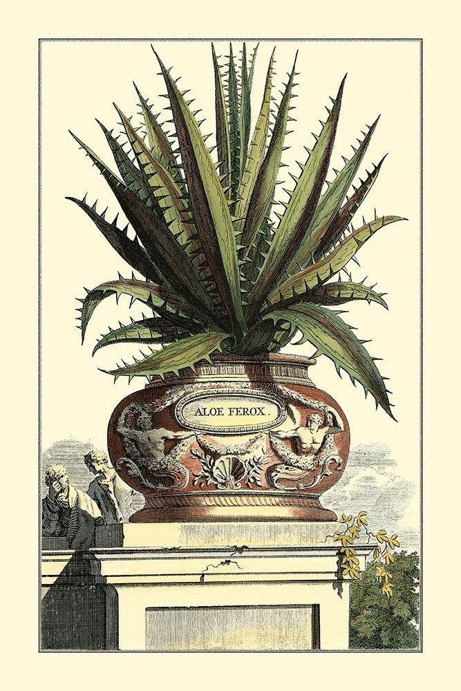 Art Print: Antique Munting Aloe I