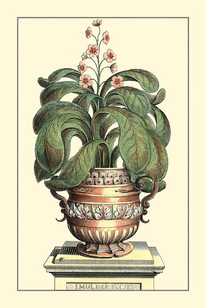 Wall art: Antique Munting Aloe II, by Munting, Abraham