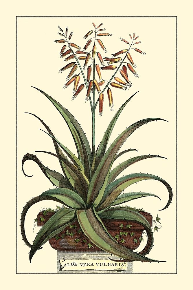 Wall art: Antique Munting Aloe III, by Munting, Abraham
