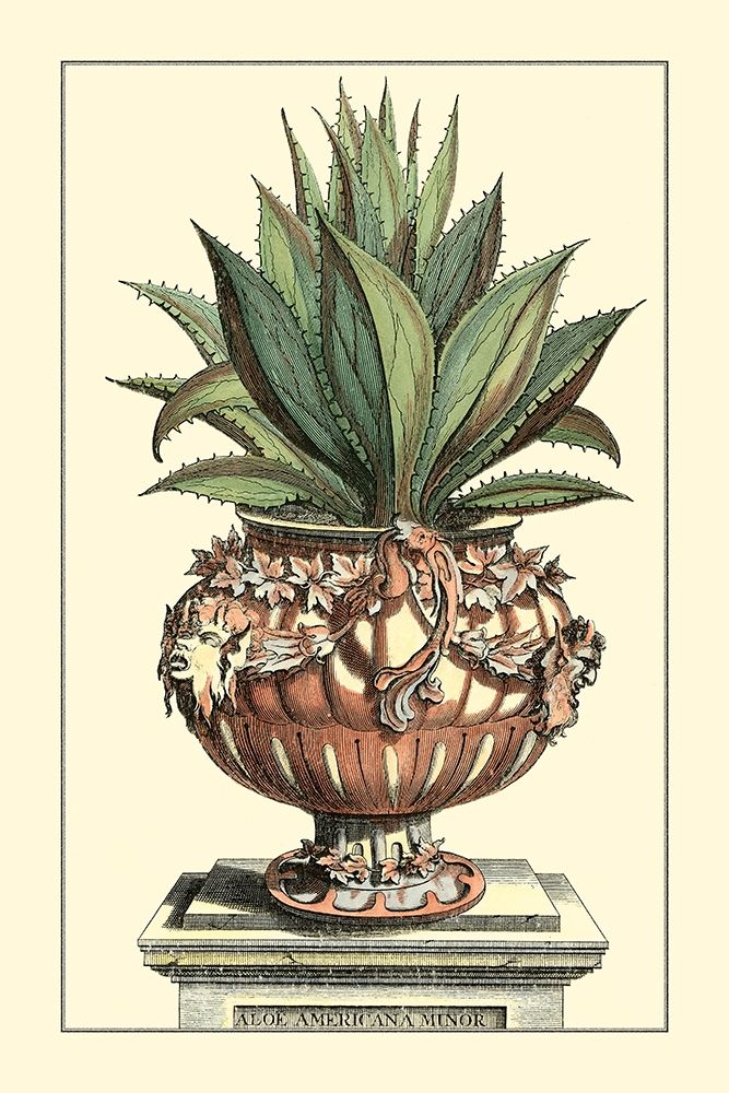 Art Print: Antique Munting Aloe IV