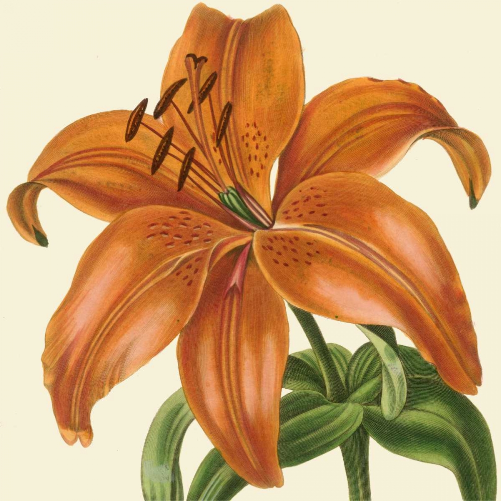 Art Print: Tropical Vision IV