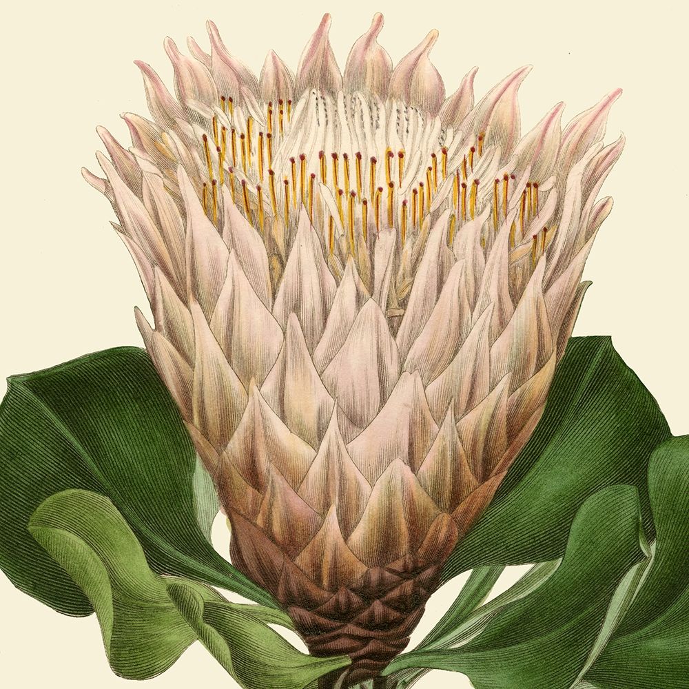 Art Print: Tropical Vision VI