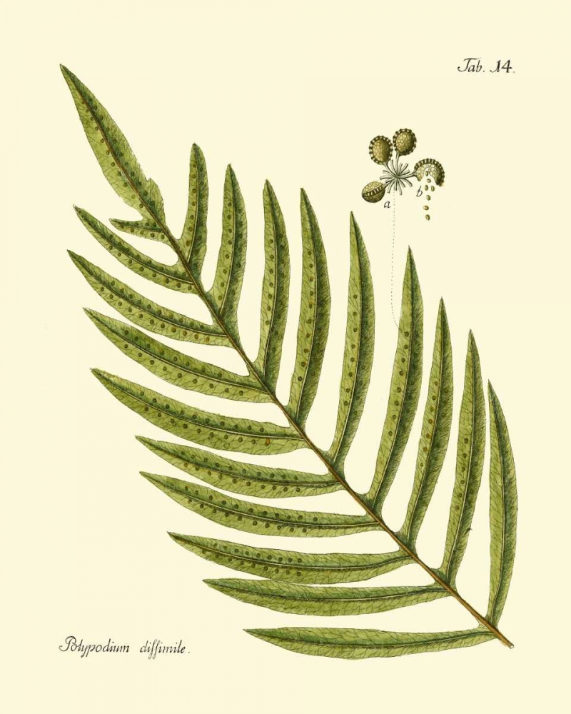 Art Print: Antique Fern I