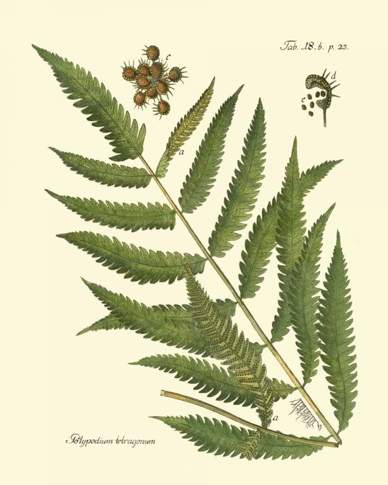 Art Print: Antique Fern II